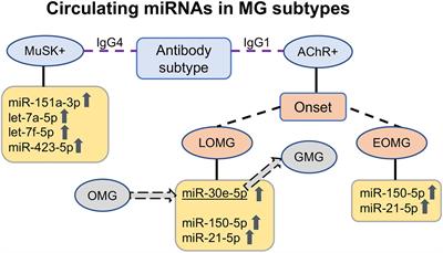 Circulating miRNAs as Potential Biomarkers in Myasthenia Gravis: Tools for Personalized Medicine